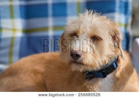 Portrait in blue chair outdoor little cross breed dog against stone wall