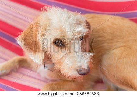 Portrait outdoor little cross breed dog in colorful striped hammock
