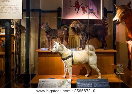 Tokyo, Japan - April 29 2018: Hachiko, A Faithful Akita Inu Dog That Remarkable Loyalty To His Owner