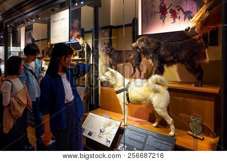 Tokyo, Japan - April 29 2018: Hachiko, A Faithful Akita Inu Dog That Remarkable Loyalty To His Owner