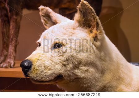 Tokyo, Japan - April 29 2018: Hachiko, A Faithful Akita Inu Dog That Remarkable Loyalty To His Owner