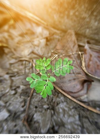 Fresh Phyllanthus Niruri Plant In Nature Garden