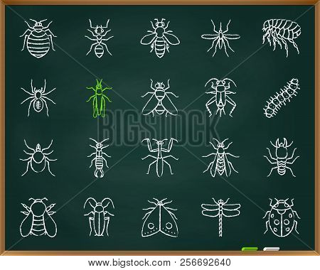 Danger Insect Chalk Icons Set. Outline Sign Kit Of Bugs. Beetle Linear Icon Collection Includes Drag