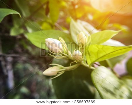 Close Up White Bud Jasminum Sambac Flower In Nature Garden