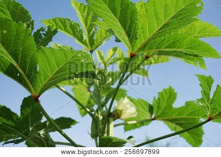 Fresh Green Abelmochus Esculentus Tree In Nature Garden