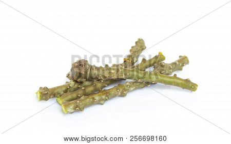 Tinospora Cordifolia Herb Isolated On White Background