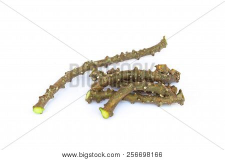 Tinospora Cordifolia Herb Isolated On White Background.