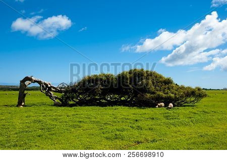 The Picturesque Leaning Tree - Western Australia