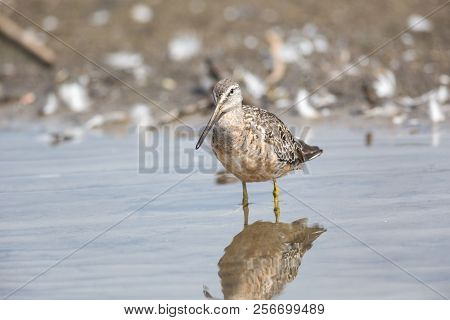 Long-billed Dowitcher Bird At Vancouver Bc Canada