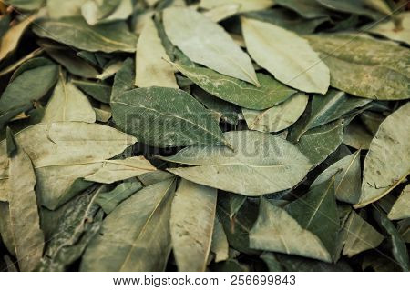 Sorting Dried Coca Leafs In A Small Woven Basket, Santa Cruz De La Sierra, Bolivia