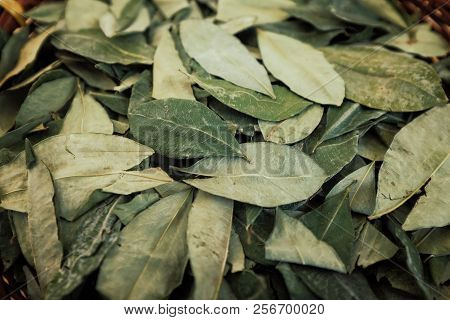 Sorting Dried Coca Leafs In A Small Woven Basket, Santa Cruz De La Sierra, Bolivia