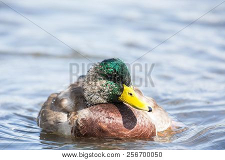 Duck On Water
