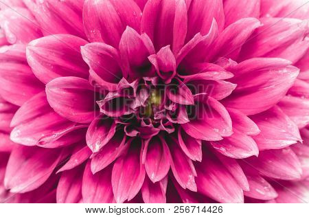 Close-up of a Pink Ball Dahlia-Flower in the Summertime,
View to a beautiful blooming Ball Dahlia Flower on a sunny Day.