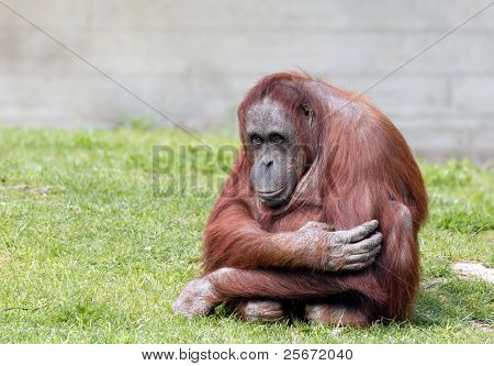 Orangutan bornejský