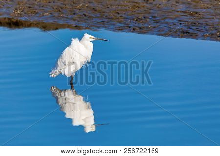 Bird White Heron (grat Egret) In Walvis Bay Reservation With Beautiful Reflection In Water, Namibia,
