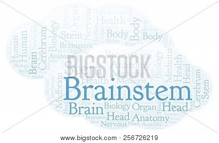 Brainstem Word Cloud. Wordcloud Made With Text Only.