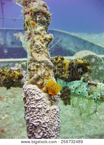 View Of The Coral And Fish In The Red Sea