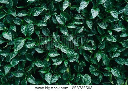 Green Leaves On Young Pepper. Green Background.