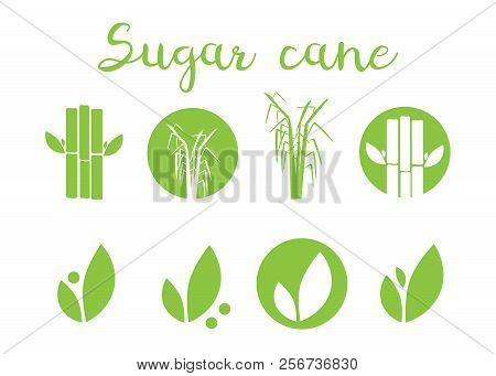 Sugar Cane Vector Illustration. Sugar And Sugar Cane Labels