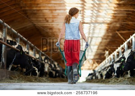 Back view portrait of young woman pushing trolley walking across cowshed at farm, copy space