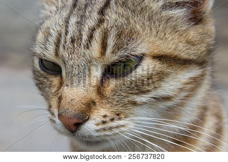 Striped Cat Close Up, Portrait Of A Cat Dream Of A Close-up