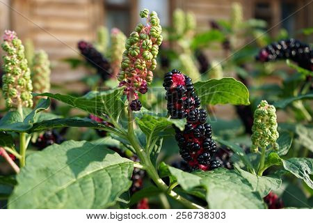 Phytolacca Americana, The American Pokeweed Or Simply Pokeweed, Pokeberry, Close-up.