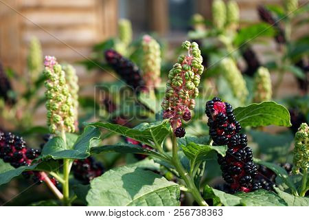 Phytolacca Americana, The American Pokeweed Or Simply Pokeweed, Pokeberry, Close-up.