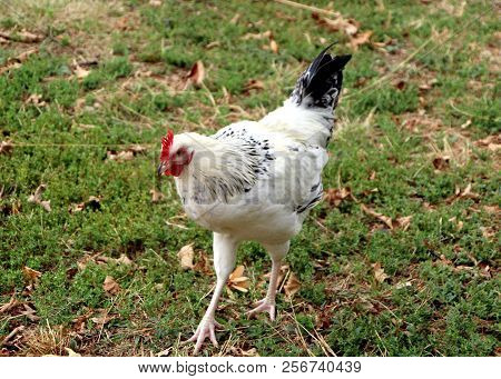 View Of A Beautiful Hen In Its Enclosure