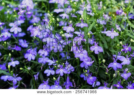 Lobelia Flowers. Blue Lobelias Erinus Plants In Blossom.