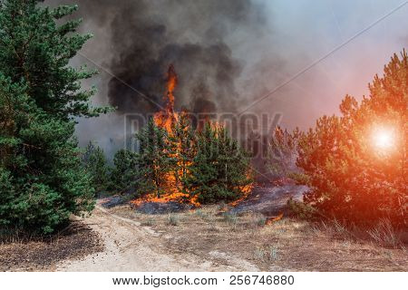 Fire. Wildfire, Burning Pine Forest In The Smoke And Flames.