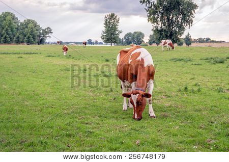 Young Red-and-white Cow In The Foreground Eats Fresh Green Grass On The Floodplains Of A River. The 
