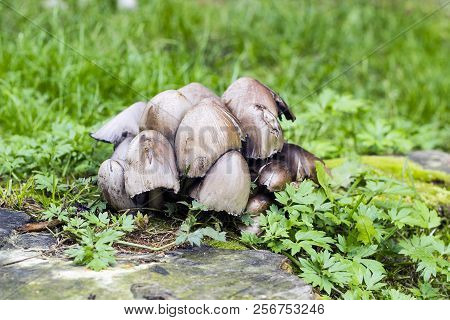 Coprinopsis Atramentaria Or Common Inky Cap Gray Mushrooms. Coprinus Atramentarius Fungus
