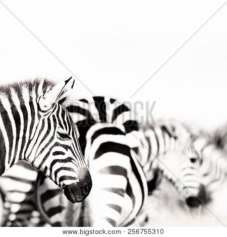 Zebre herd with shallow depth of field. High key black and white processing.