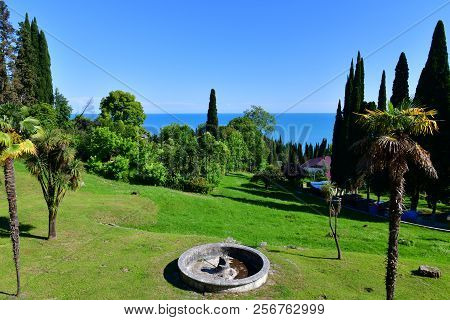 Nature In Abkhazia Near New Athos In Summer