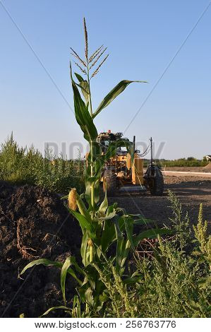 A Lone Volunteer Corn Plant Has Survived In A Residential Home Development, Surrounded By Weeds, Roa