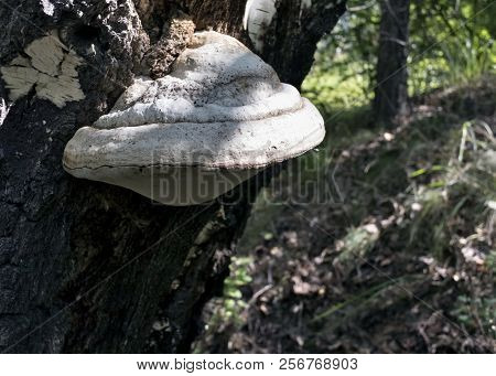 Tinder, Mushroom With The Latin Name Fomes Fomentarius, Growing On A Birch In The Woods