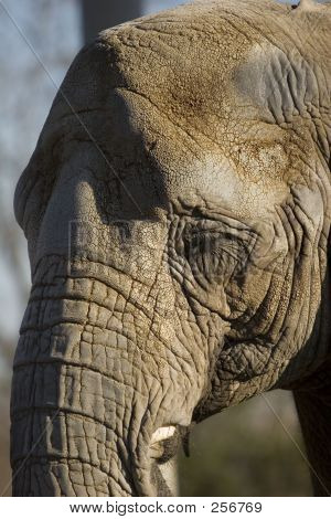 Cabeça de elefante