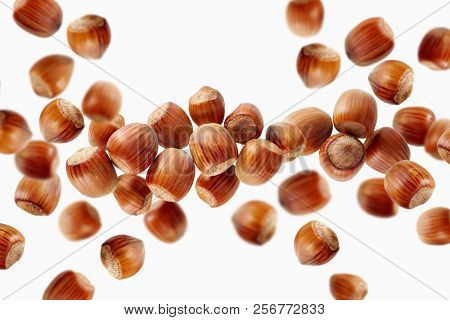 Scattered group of hazelnuts on white background. Fresh hazelnuts in their shells. 
