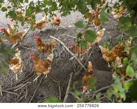 Free Range Brown Chickens In Dirt Under Shrubs On Organic Farm In The Netherlands Near Scherpenzeel 