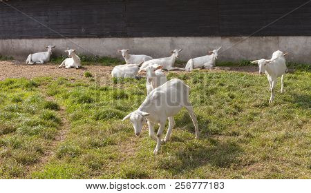 White Goats In Meadow Near Old Barn On Goat Farm In The Netherlands Near Woudenberg And Utrecht