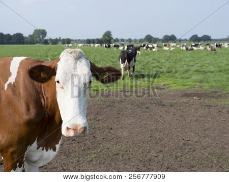 Closeup Of Red And White Holstein Cow In Green Grassy Meadow With Other Cows Near Woudenberg In The 