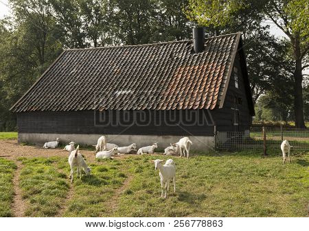 White Goats In Meadow Near Old Barn On Goat Farm In The Netherlands Near Woudenberg And Utrecht
