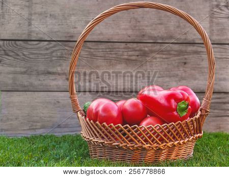 Red Tomatoes In Wicker Basket On The Grass
