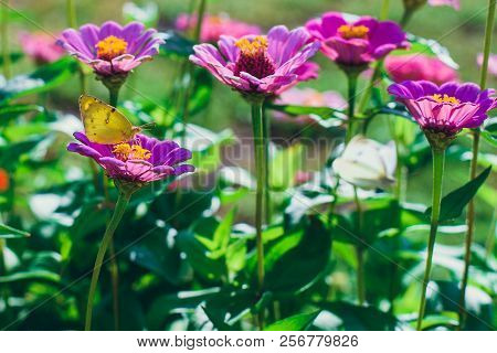Insects And Autumn Flowers, A Butterfly Sitting On A Purple Flower.