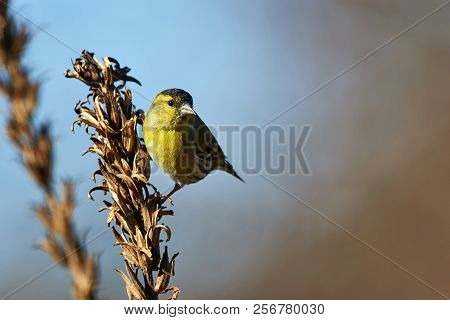 Male Eurasian Siskin (spinus Spinus). Little European Bird Of Finch Family.