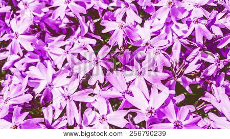 Pink Phlox Flowers. Ericales Polemoniaceae. Spring Background