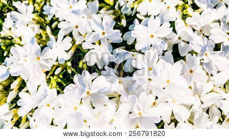 White Phlox Flowers. Ericales Polemoniaceae. Spring Background