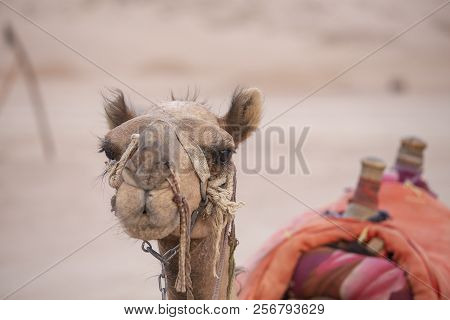 Muzzle Camel In Sharm El Sheikh, Egypt. Animal In Desert.