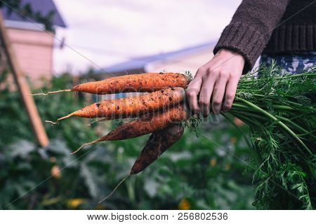 Women's Hand Holding Unwashed Carrots From The Garden On The Background Of A Blurred Garden