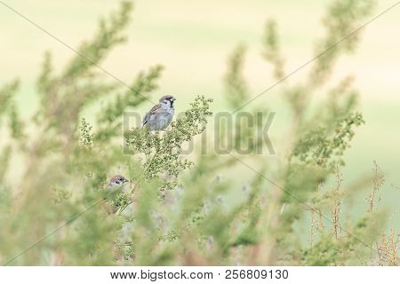 Beautiful Nature Scene With Bird Eurasian Tree Sparrow (passer Montanus). Wildlife Shot Of Eurasian 